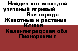 Найден кот,молодой упитаный игривый 12.03.2017 - Все города Животные и растения » Кошки   . Калининградская обл.,Пионерский г.